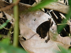 Praepedaliodes phanias