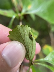 Blaesodiplosis venae