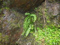 Asplenium trichomanes trichomanes