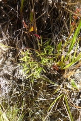 Anisotome filifolia