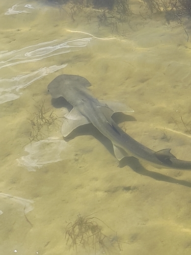 Bonnethead, photo 7 of 7