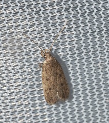 Glyphidocera juniperella