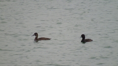 Netta erythrophthalma