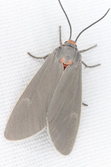 Pygarctia