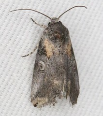 Aleptina inca