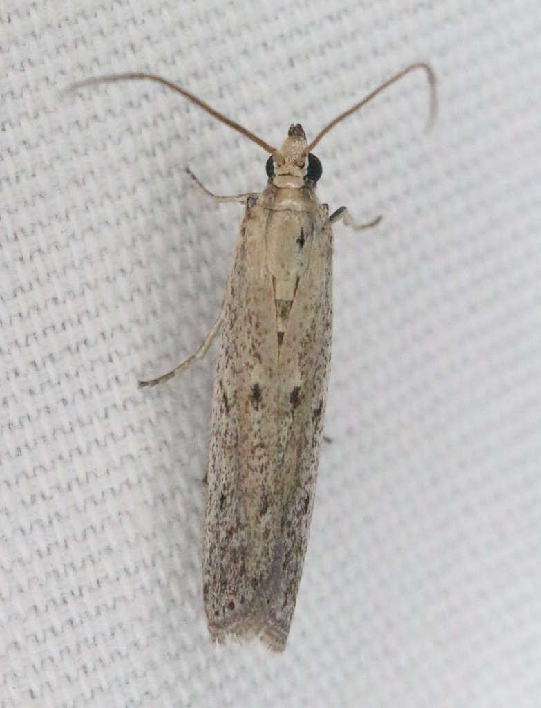 American Sunflower Moth