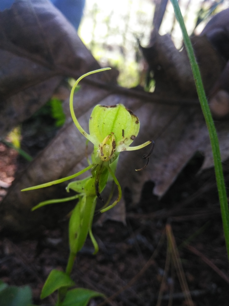 Habenaria rzedowskiana