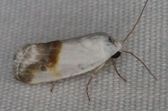 Ponometia binocula