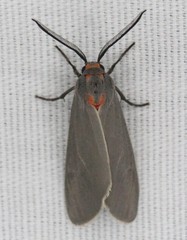 Pygarctia