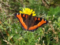 Aglais milberti viola