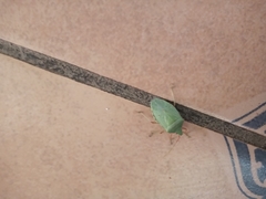 Chlorocoris distinctus