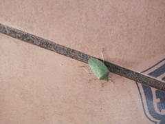 Chlorocoris distinctus