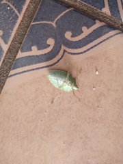 Chlorocoris distinctus