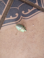 Chlorocoris distinctus