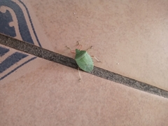 Chlorocoris distinctus