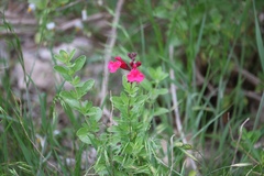 Salvia greggii