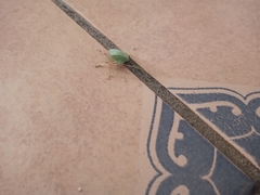 Chlorocoris distinctus