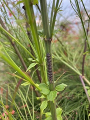 Junonia coenia