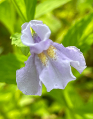 Mimulus alatus