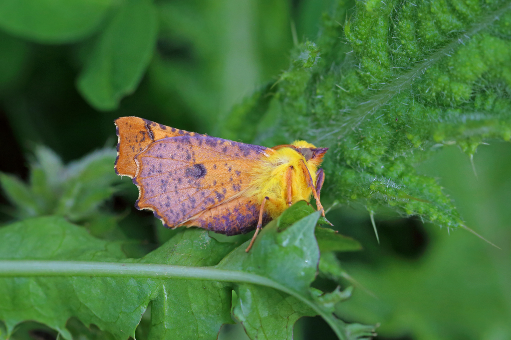 Canary-shouldered Thorn