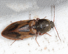 Stropenron hieroglyphica