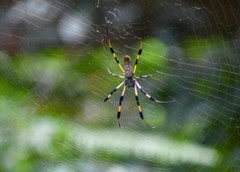 Trichonephila clavipes image