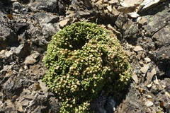 Helichrysum coralloides