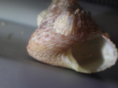 Maurea pellucida