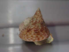 Maurea pellucida