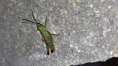 Pseudochorthippus parallelus