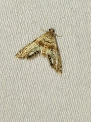 Petrophila fulicalis