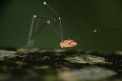 Pseudogagrella splendens