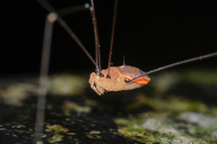 Pseudogagrella splendens