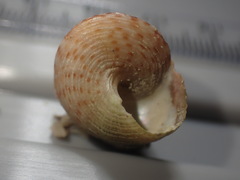 Maurea pellucida