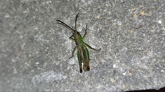 Pseudochorthippus parallelus