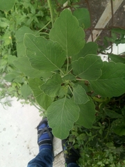 Porophyllum ruderale