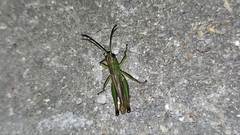 Pseudochorthippus parallelus