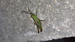 Pseudochorthippus parallelus