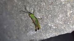 Pseudochorthippus parallelus