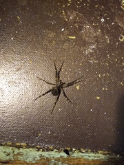 Dolomedes scriptus