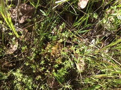 Alchemilla occidentalis