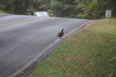 Dendragapus fuliginosus