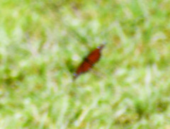 Danaus gilippus