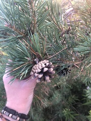 Pinus banksiana image