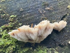 Gloiodon occidentalis