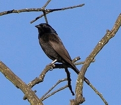 Molothrus bonariensis