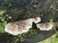 Gloiodon occidentalis