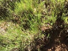 Festuca microstachys