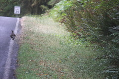 Dendragapus fuliginosus