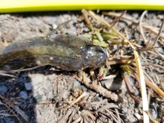 Gillichthys mirabilis